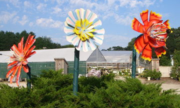 Giant Flowers at Burlington Garden Center